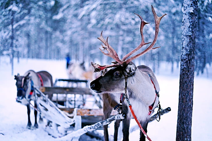 reindeer in snowfield