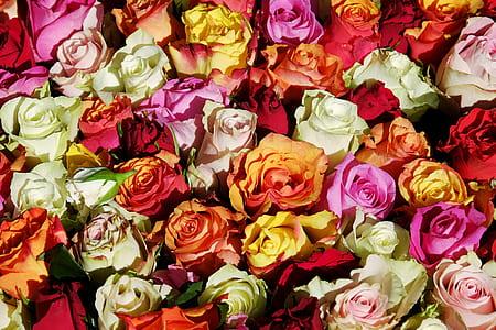 assorted-color flowers