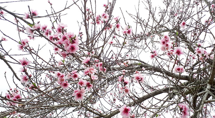 pink-and-white flowers tree