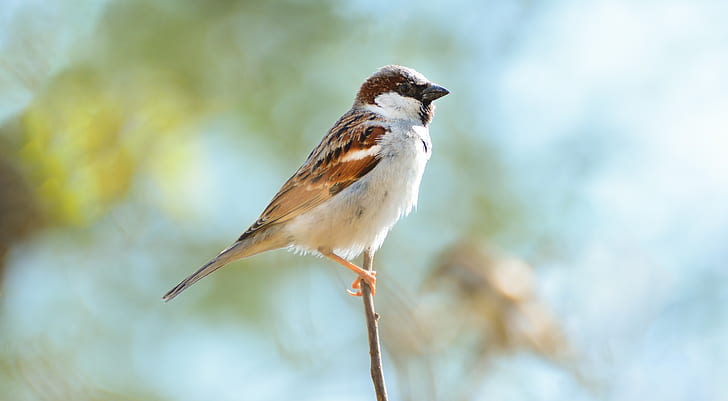 brown and white feather bird