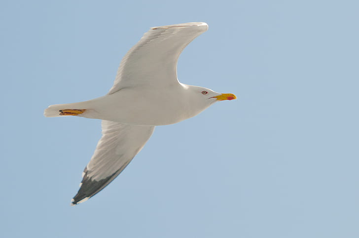 White Seagull Flying Under Clear Blue Sky