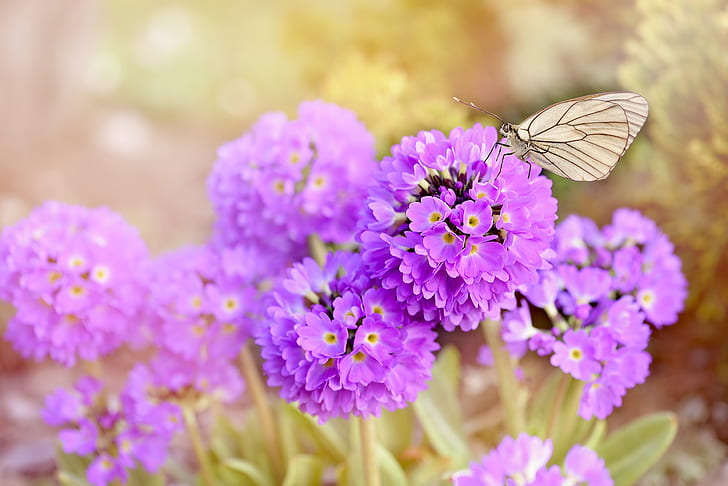 purple flowers with gray butterfly on top