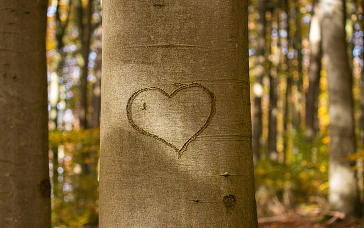 heart engraved on tree trunk