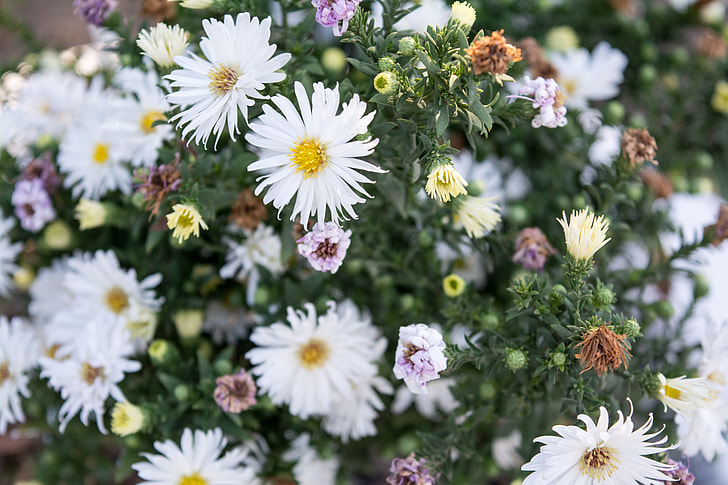 white daisy flowers lot