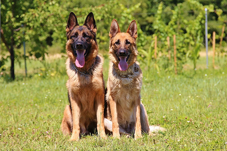 two adult brown-and-black German shepherds
