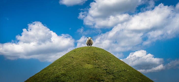 sheep on cliff under cloudy sky