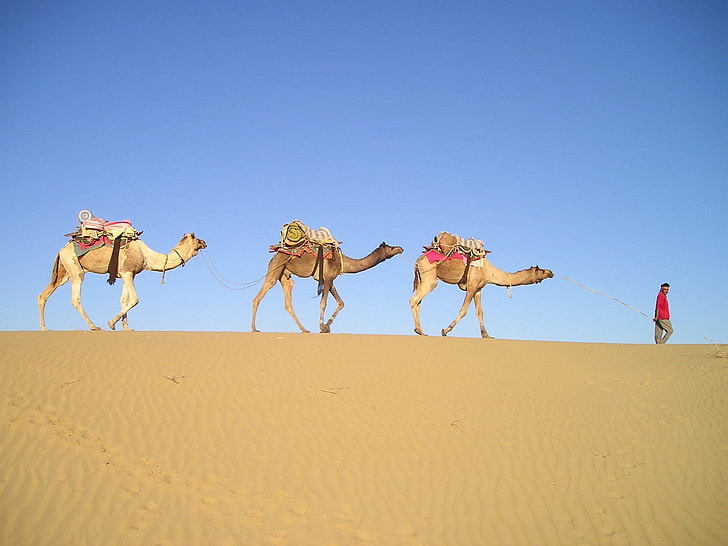 three camels on desert