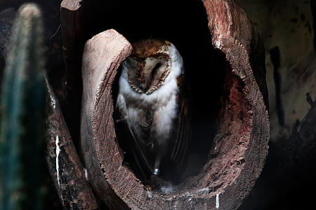 wildlife photography of owl on tree hole