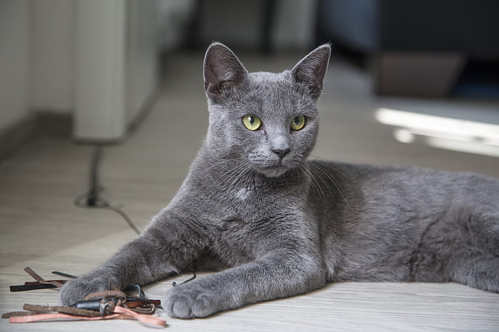 photo of charcoal color cat