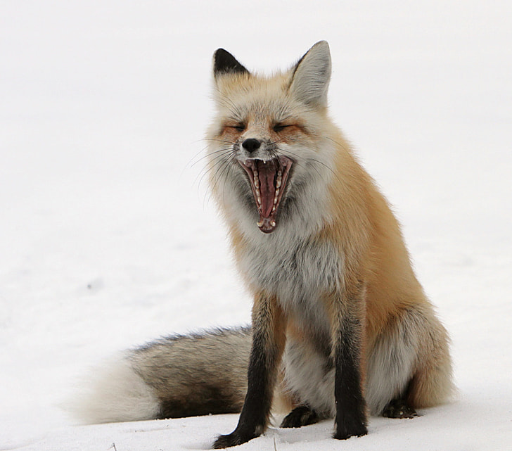 howling red fox