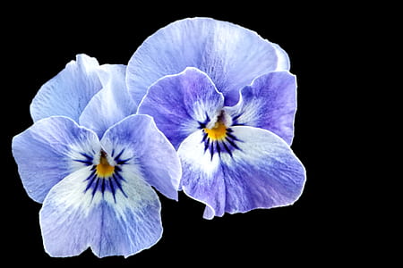 two white-and-blue 5-petaled flowers