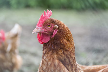 Close Up Photo of Brown Hen