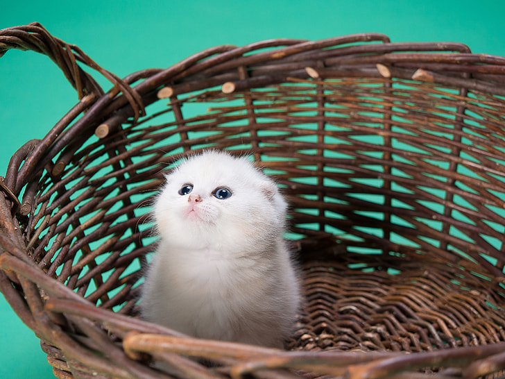 white persian kitten on brown wicker basket