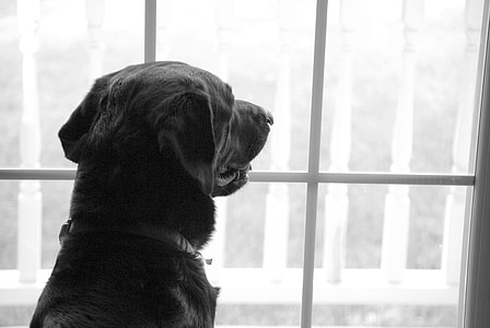 grayscale photography of adult black Labrador retriever sitting next to window