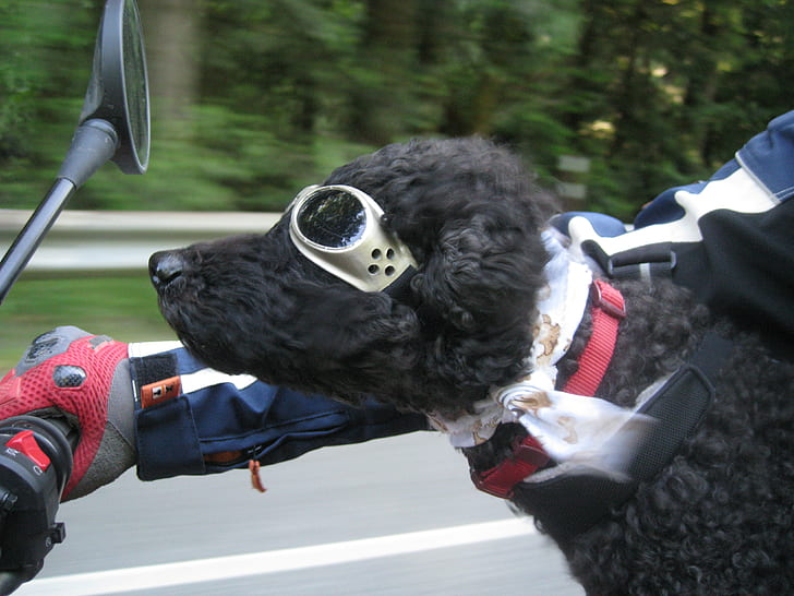dog wearing sunglasses riding a motorcycle