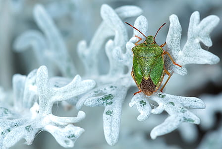 close up photography of green stink bug on leaf covered by snow
