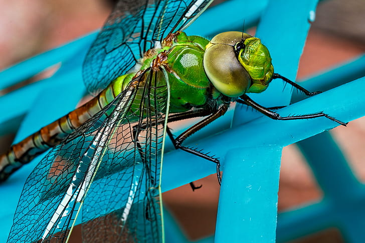 close-up photography of green dragonfly