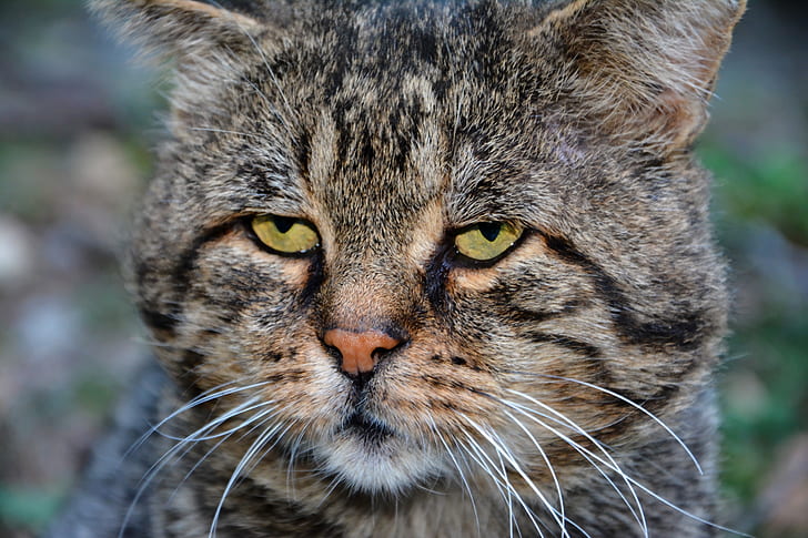 brown tabby cat focus photography