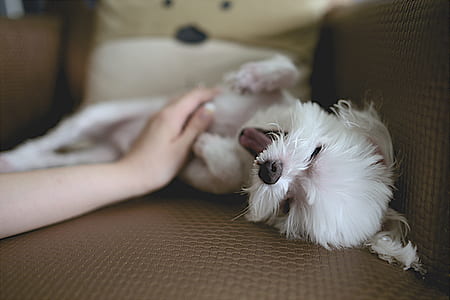 white maltese puppy on sofa