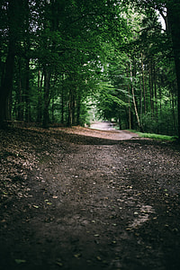 A walk through the forest