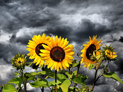 selective color photography of Sunflowers