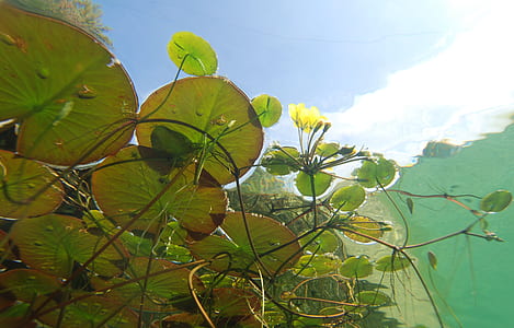 green plant on water
