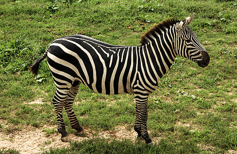 zebra on green grass field