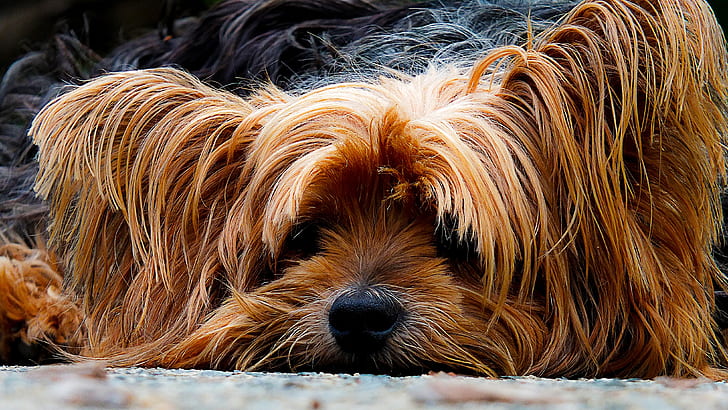 closeup photo of tan and black Yorkshire terrier