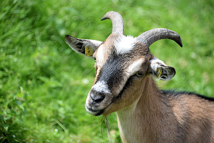 black and brown goat near grass field