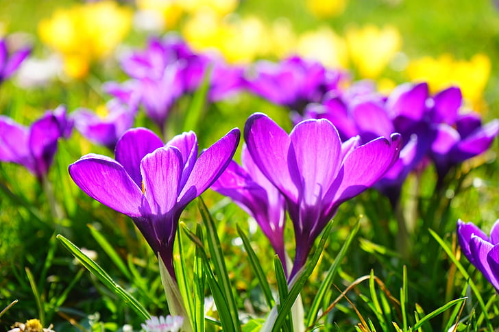 purple crocus flower selective focus photography