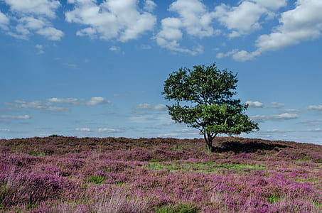green tree surrounded by purple grass under white clouds during daytime
