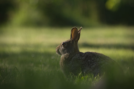 selected focus photo of a gray rabbit on grass field