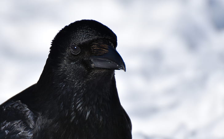 close-up photography ofg black crow