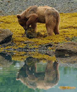brown bear walking beside body of water