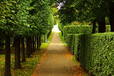brown pathway between green leaves trees during daytime