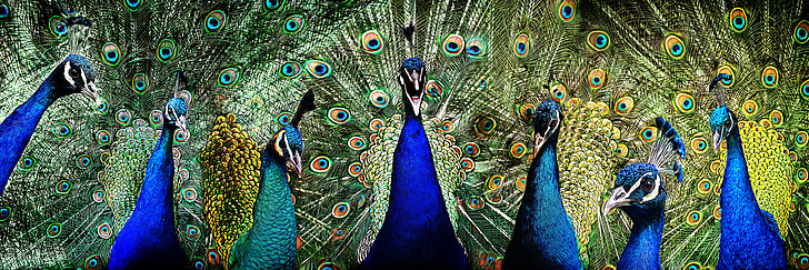 seven blue peacocks