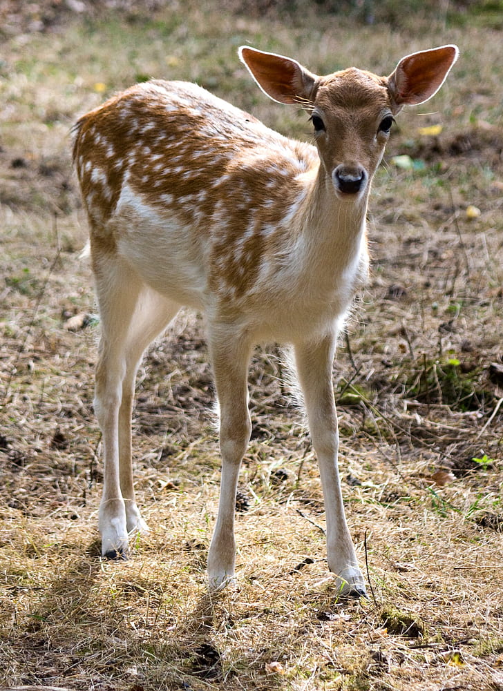 brown and white deer standing on green grass during daytime