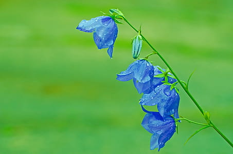 2 Blue Flower