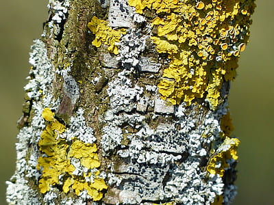 white and yellow fungi