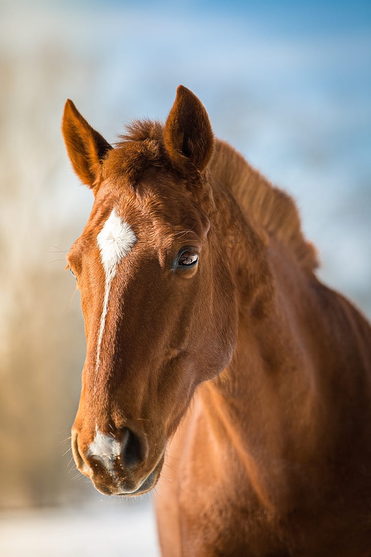 selective photography of brown horse