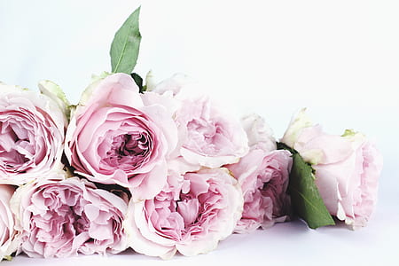 pink flowers with white background