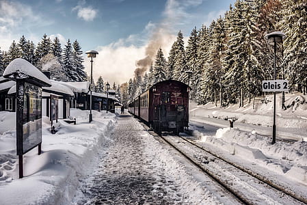 brown train on rail running near pine trees during daytime