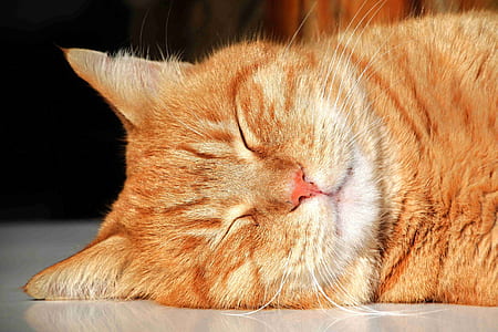 orange tabby cat on focus photo