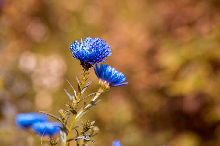 shallow focus photography of blue flowers