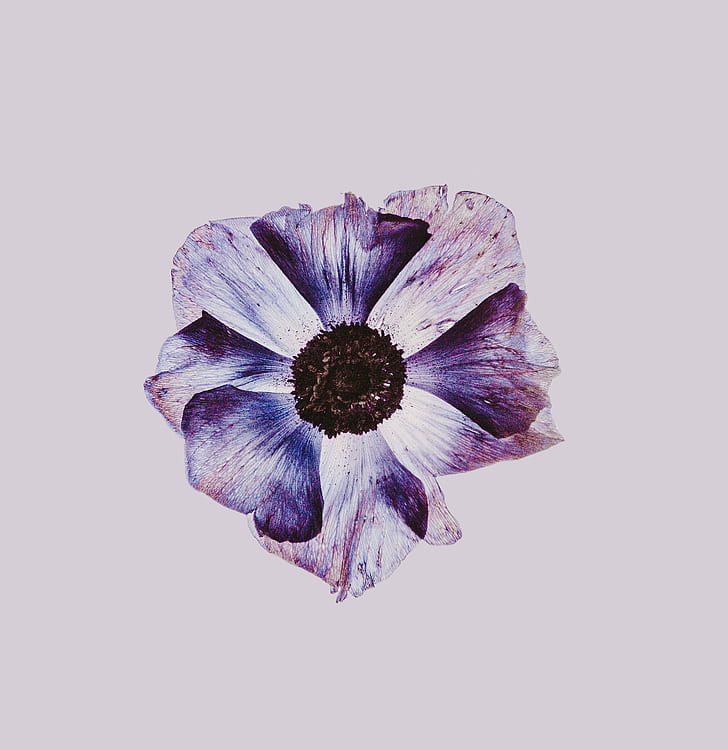 purple anemone flower painting