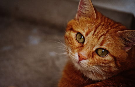 photo of orange tabby cat