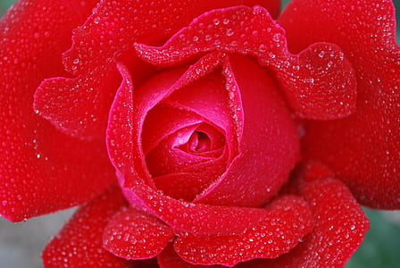 close photography of red rose flower