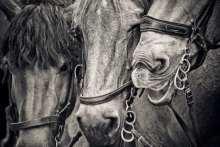 grayscale photo of horses