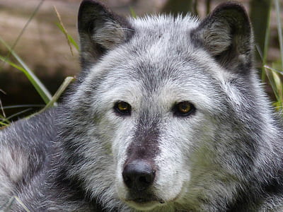 photography of gray wolf