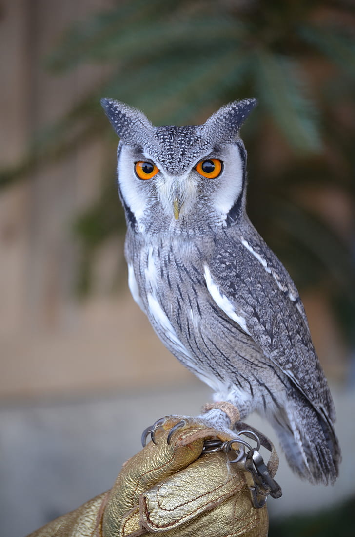 shallow focus photography of gray and black owl